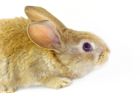 Cute fluffy domestic rabbit close-up on a white background