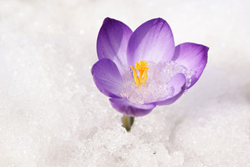Violet crocus