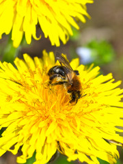 Biene auf Löwenzahn