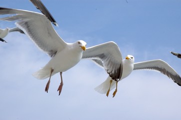 Möwen