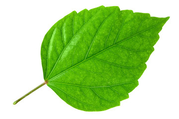 Green leaf - 22120942