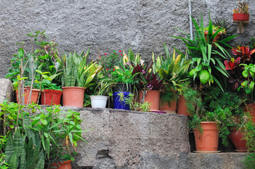 Small potted plants sitting at gray wall