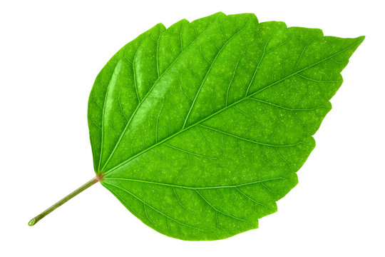 Green Leaf Images – Browse 21,415,617 Stock Photos, Vectors, and Video