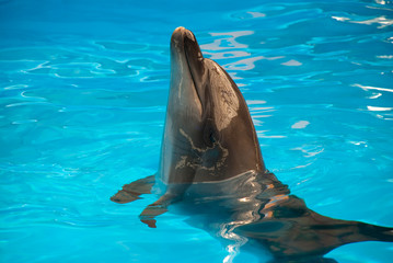 Dolphin in the blue water