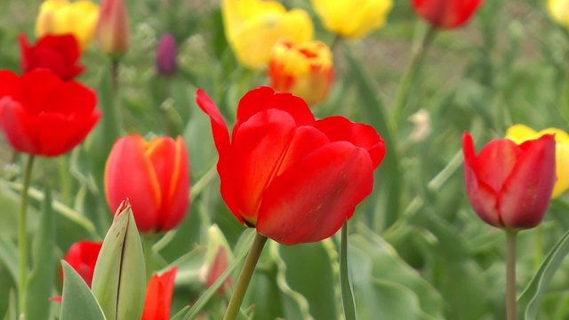 Bunte Tulpen - Video - Colourful Tulips