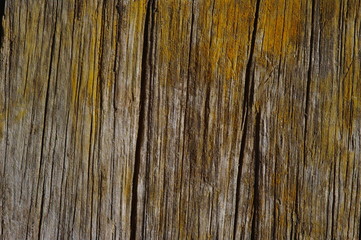 Altes Holz 2