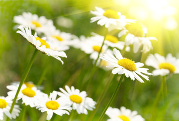 Camomile field.