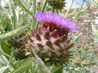 Thistle