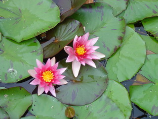 Water Lily