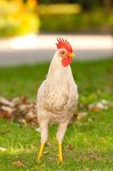 white rooster .