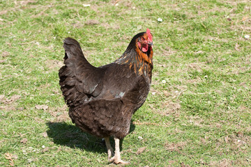 Cockerel overseeing the farmyard