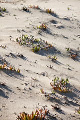 beach vegetation