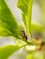 Ant on green leaf