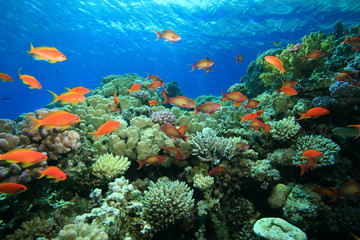 Naklejka na ściany i meble Colorful Coral Reef with Tropical Fish