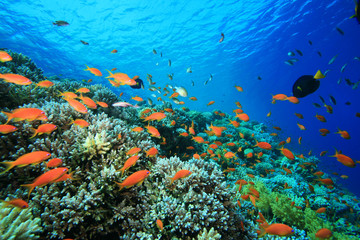 Pristine Coral Reef in the Red Sea