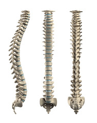 Human spine with  Disc isolated - lateral, posterior, anterio - obrazy, fototapety, plakaty