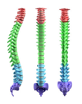 Humans spine  parts - lateral, anterior, posterior view