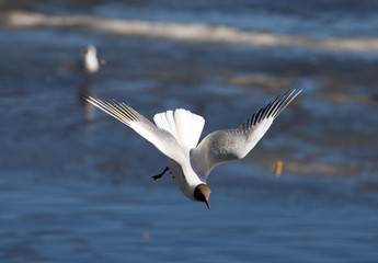 Seagull in flight