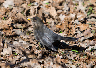 fieldfare in the early spring