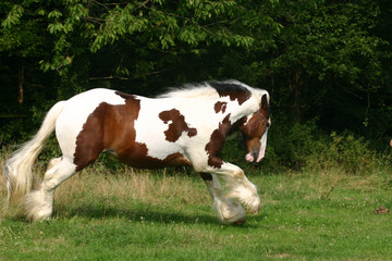 galoppierender Hengst