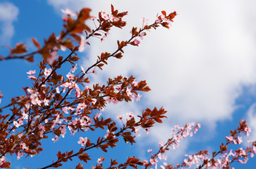 Blooming cherry tree over the blue sky with clouds