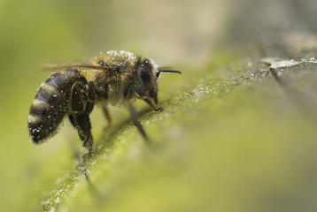 Honigbiene (Apis mellifera)
