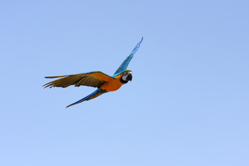 ara bleu,ara ararauna © loflo