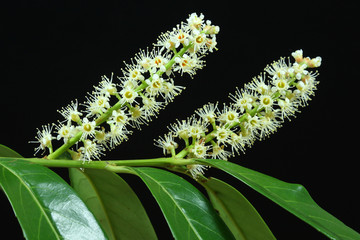 laurier-cerise ,prunus laurocerasus