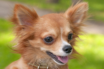 Obraz premium bright red chihuahua portrait on a natural green background