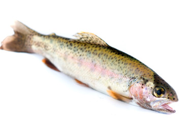 Rainbow Trout