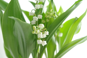 Fototapeta premium 1 brin de muguet du mois de mai