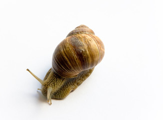 snail