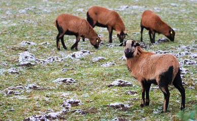 Naklejka na ściany i meble Sheeps in on the snowy pasture