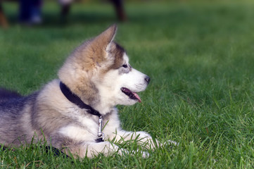 Malamute