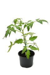 pied de tomates