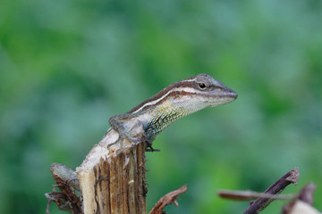 anolis auratus - (polychrotidae sauria)