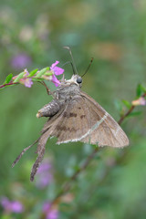 Potrillo skipper - (cabares potrillo)