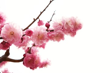 plum branch with flowers