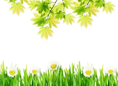 Green leaves with flowers background