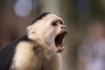 Papier Peint photo Singe Capuchin White Faced Monkey with Mouth Open