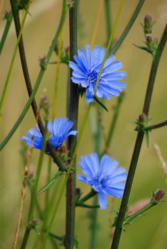 Wegwarte