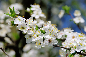 Pflaumenbaumbluete - plum blossom 24