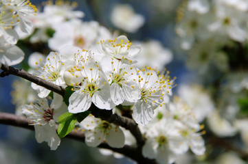 Pflaumenbaumbluete - plum blossom 26