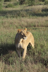 leonessa kenya tsavo