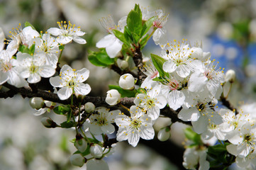 Pflaumenbaumbluete - plum blossom 40