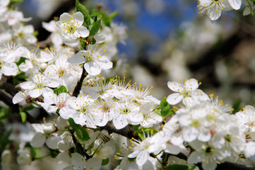 Pflaumenbaumbluete - plum blossom 44