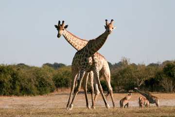 Giraffa incrocio