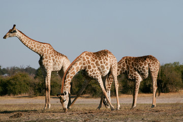 Giraffe