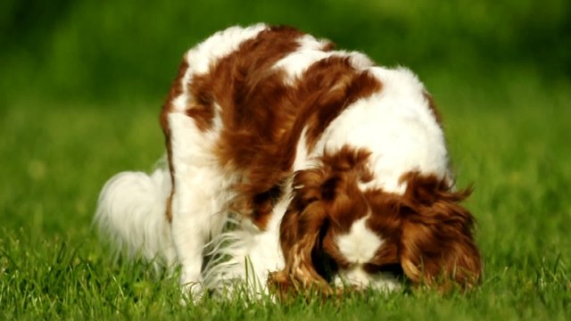 cane rimproverato