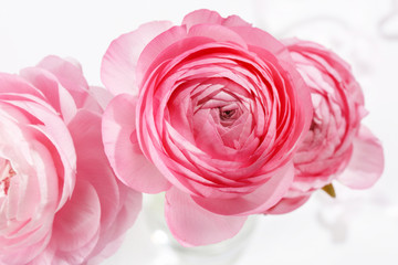 pink Ranunculus.